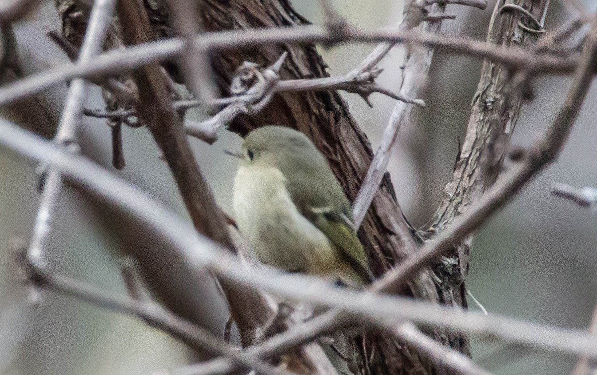 Ruby-crowned Kinglet - ML22097541