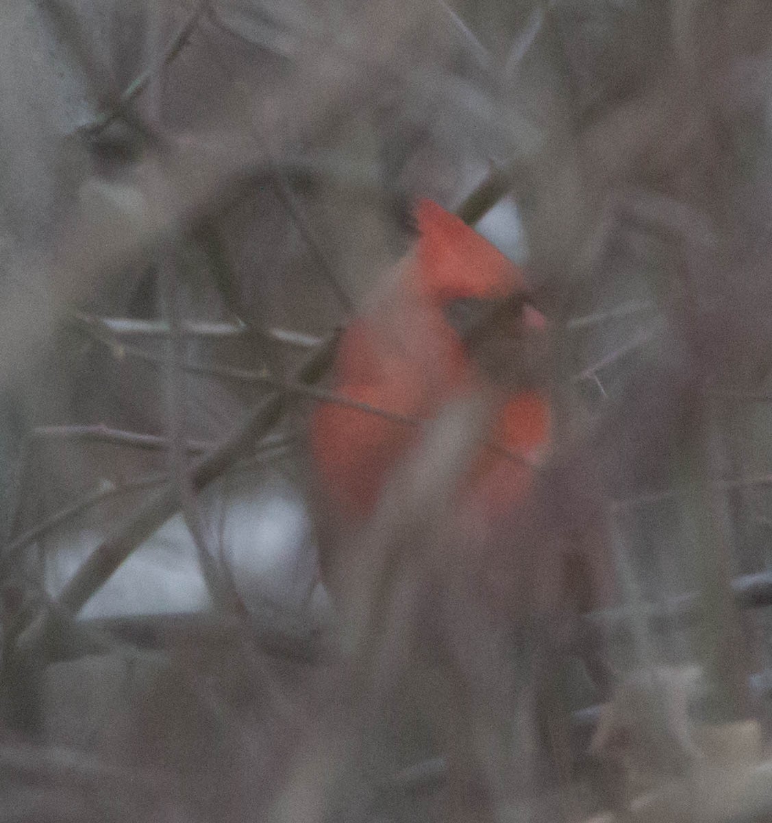 Northern Cardinal - ML22097601