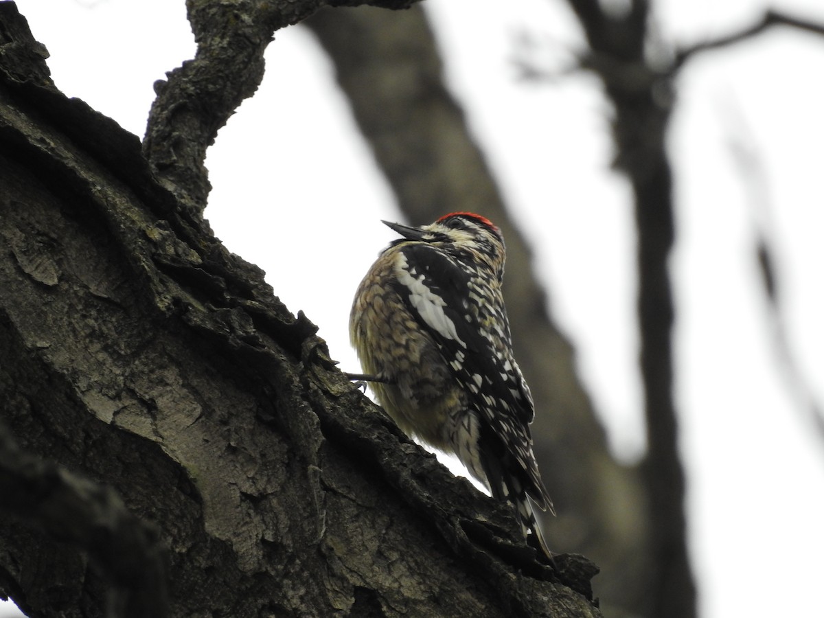 Yellow-bellied Sapsucker - ML220977231