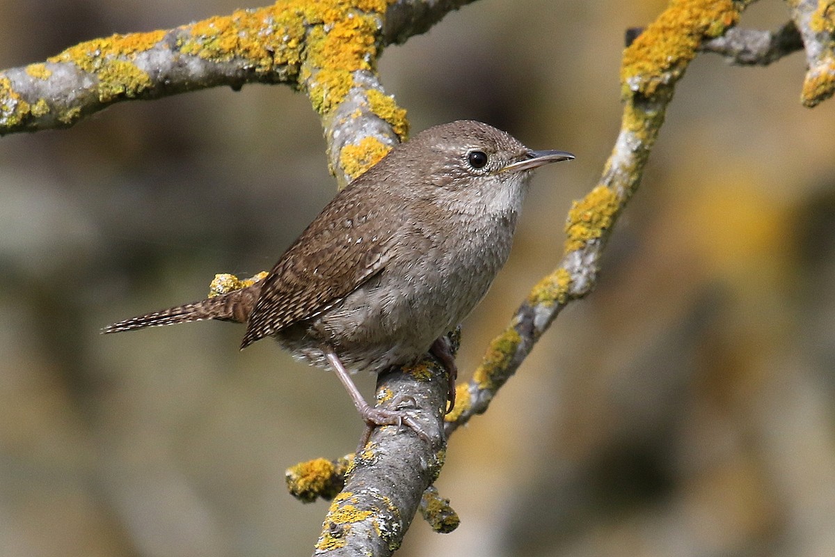 House Wren - ML220977441