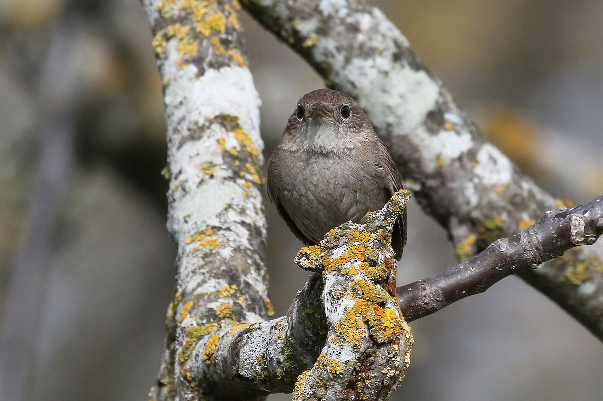 House Wren - ML220977481