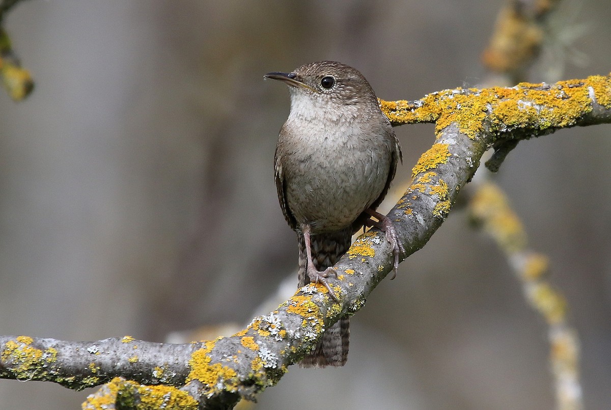 House Wren - Steve Rottenborn