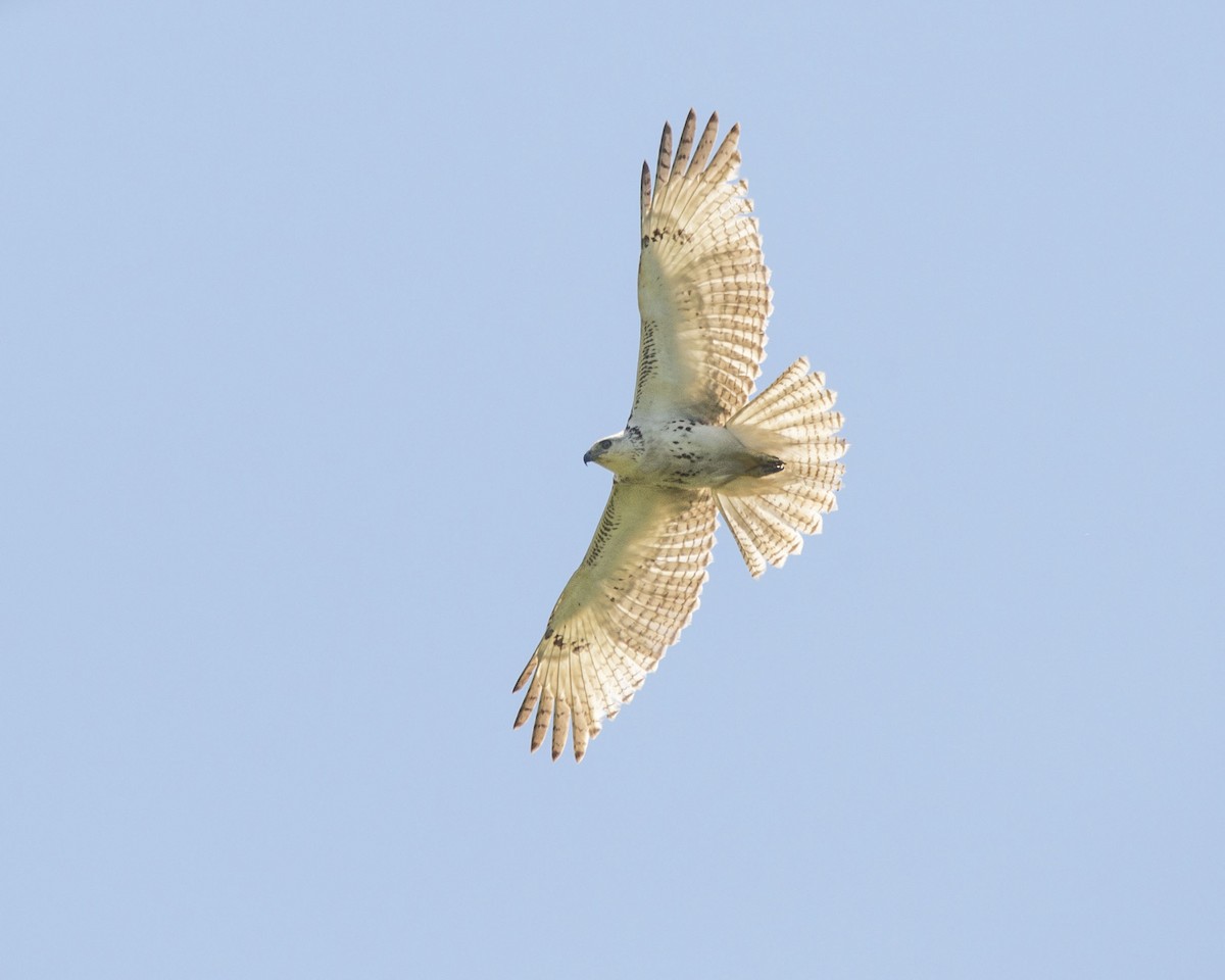 Red-tailed Hawk (Krider's) - ML220977601