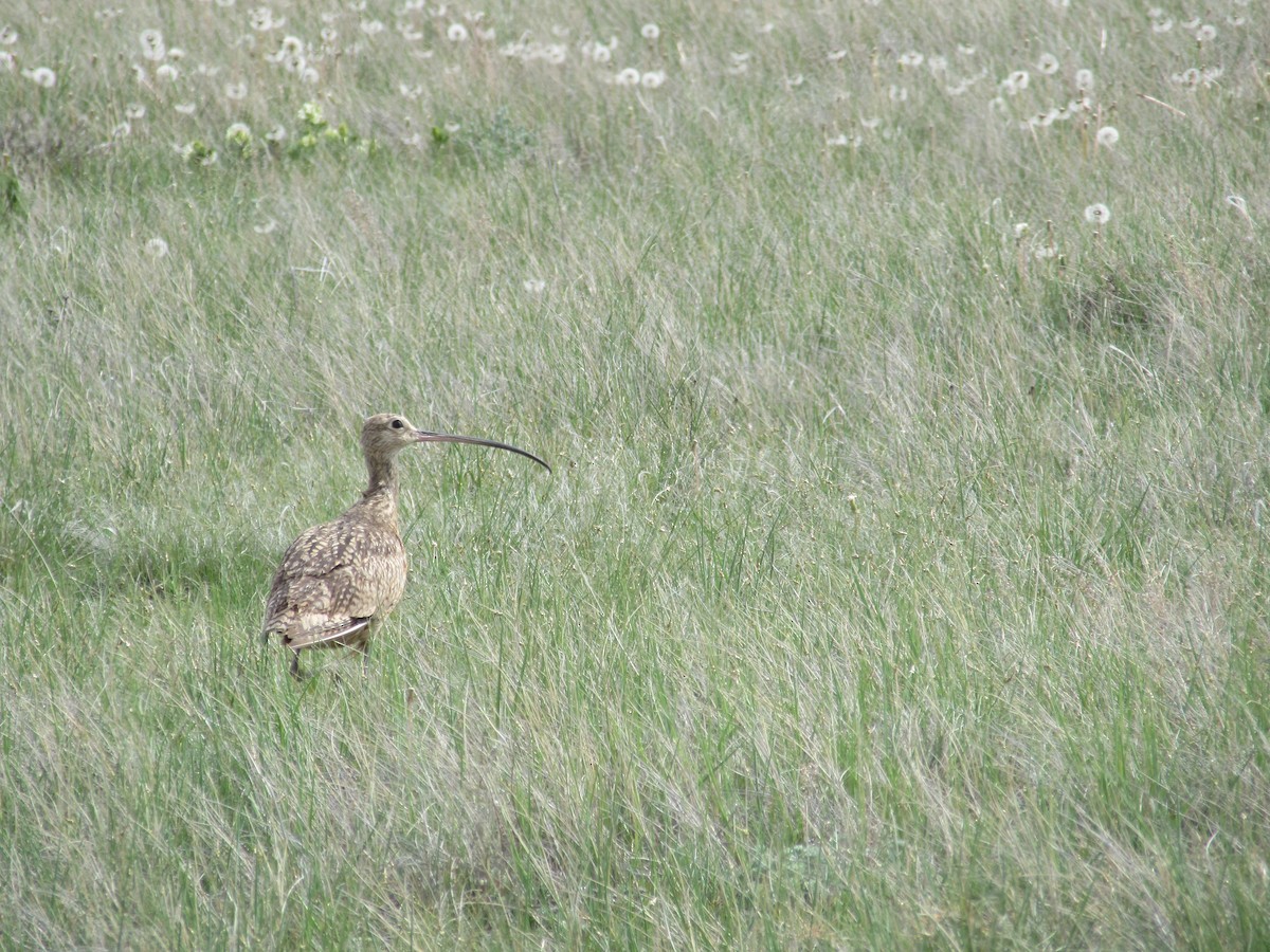 Long-billed Curlew - ML220977691