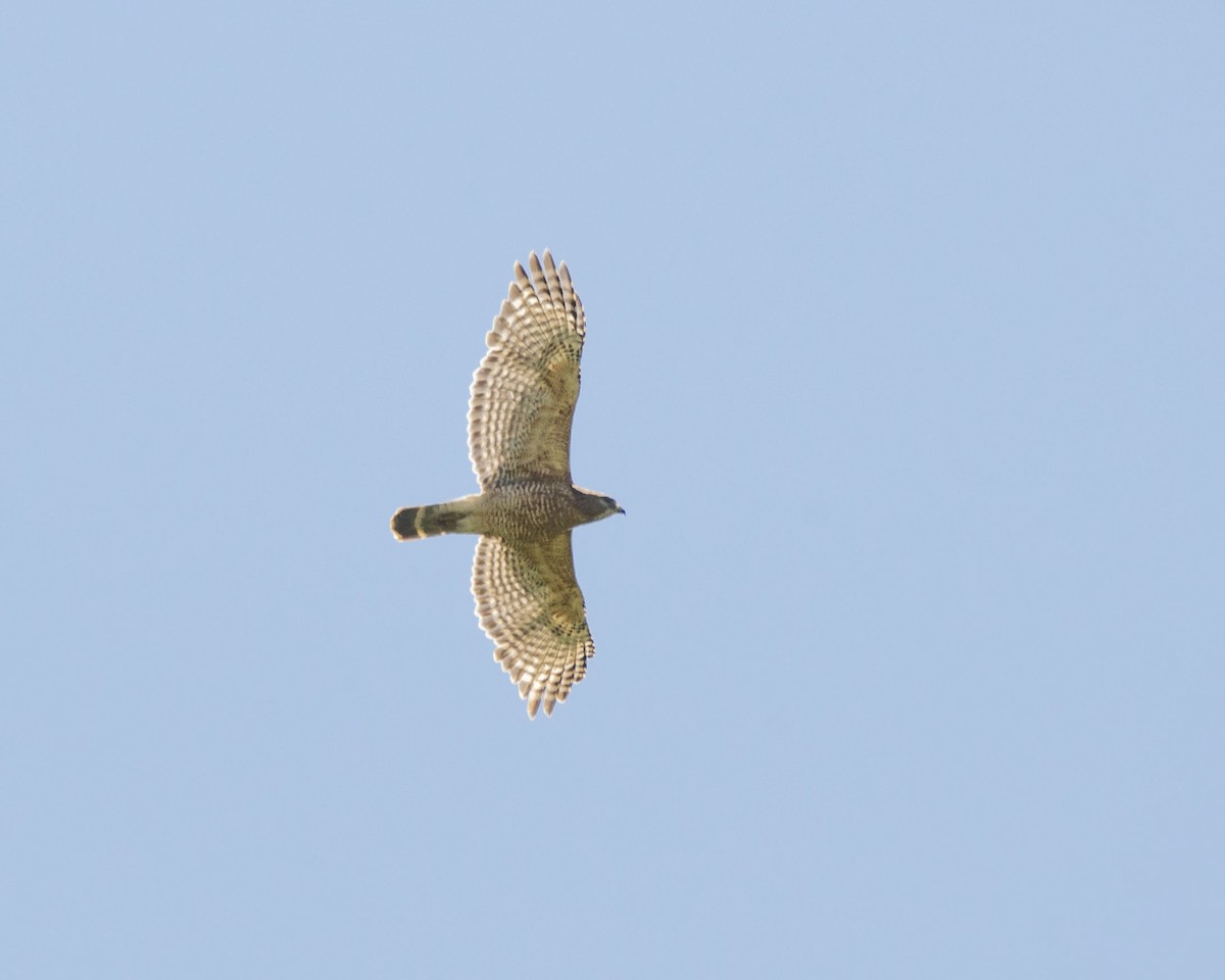 Red-shouldered Hawk - ML220977761