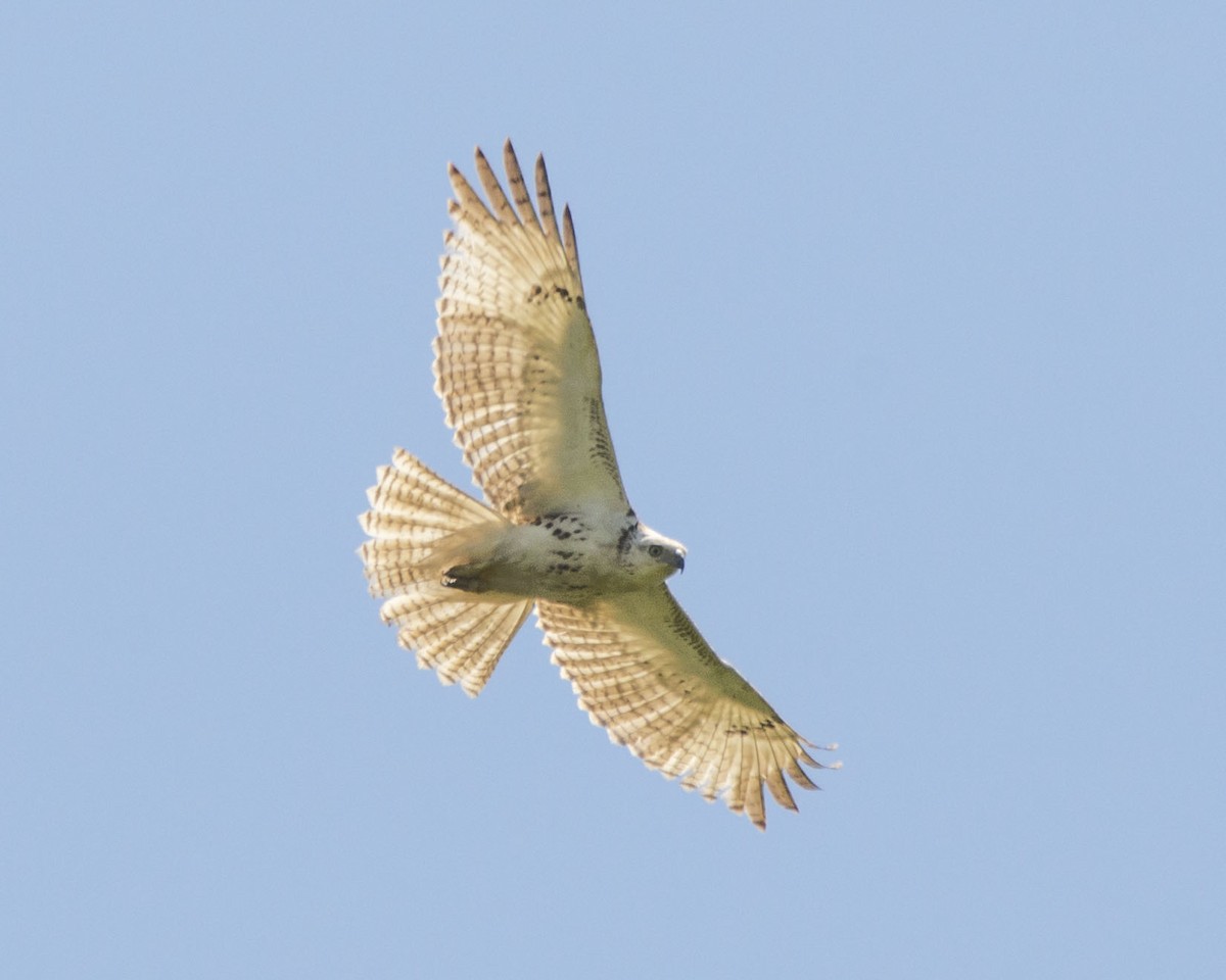 Red-tailed Hawk (Krider's) - ML220977941