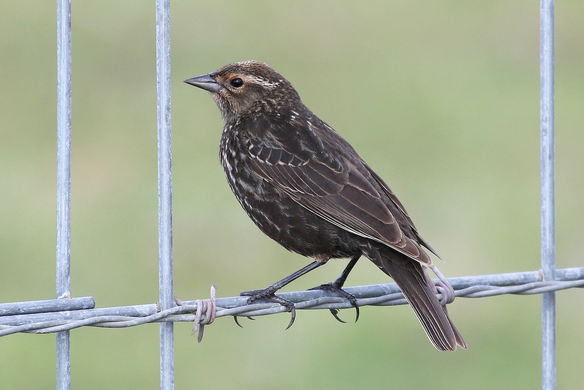 Red-winged Blackbird - Steve Rottenborn