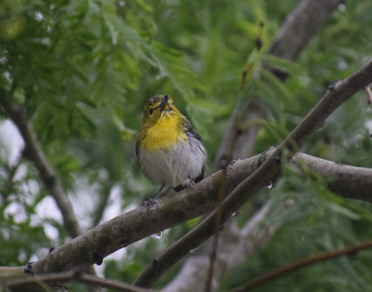 Yellow-throated Vireo - ML220978801