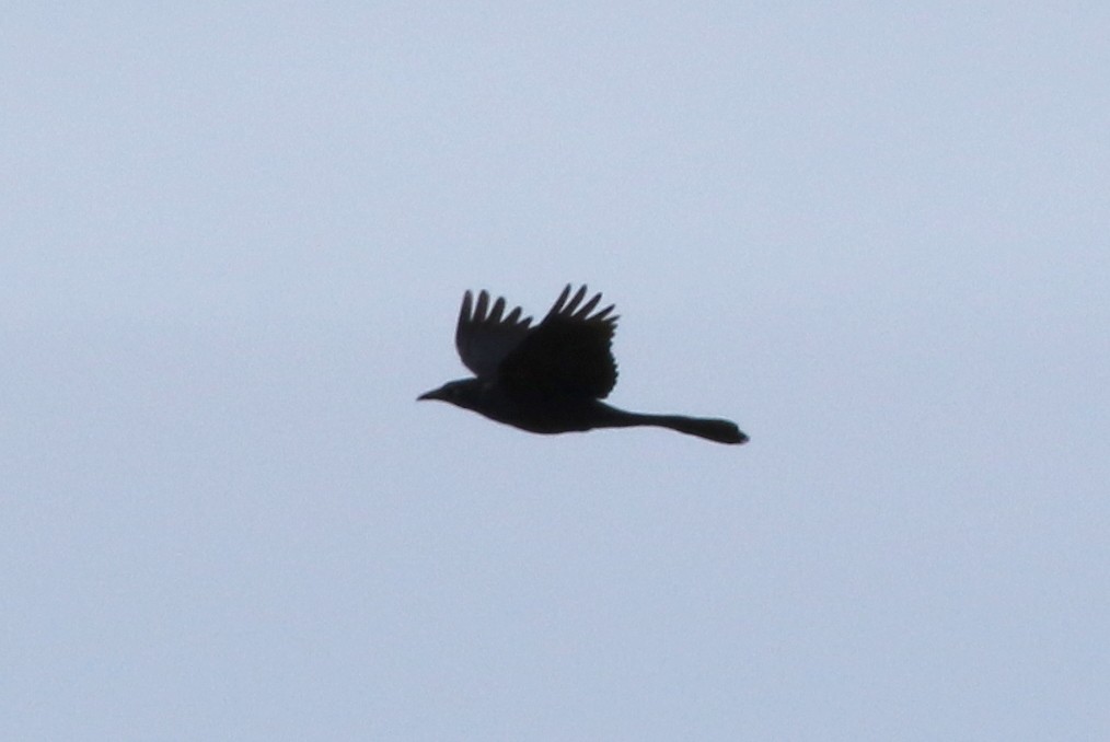 Great-tailed Grackle - Steve Rottenborn