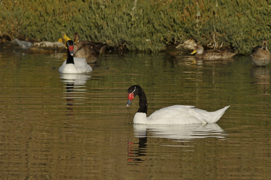Black-necked Swan - ML220979611