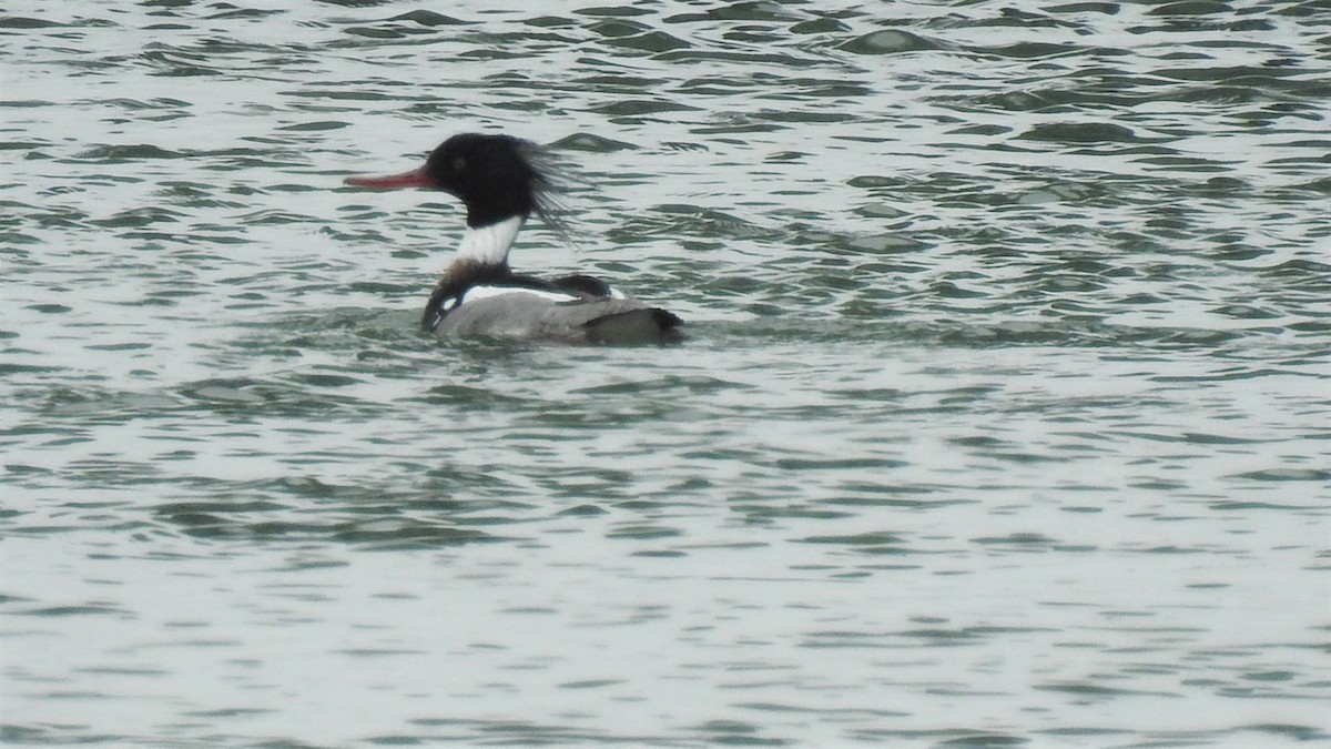 Red-breasted Merganser - Vincent Glasser