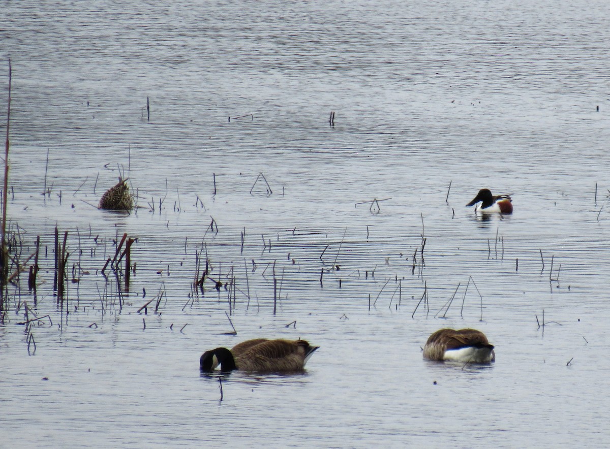 Northern Shoveler - ML220980811