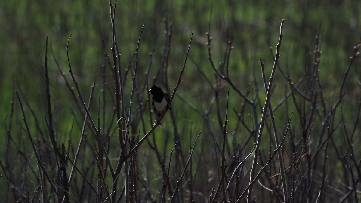 Eastern Towhee - ML220980901