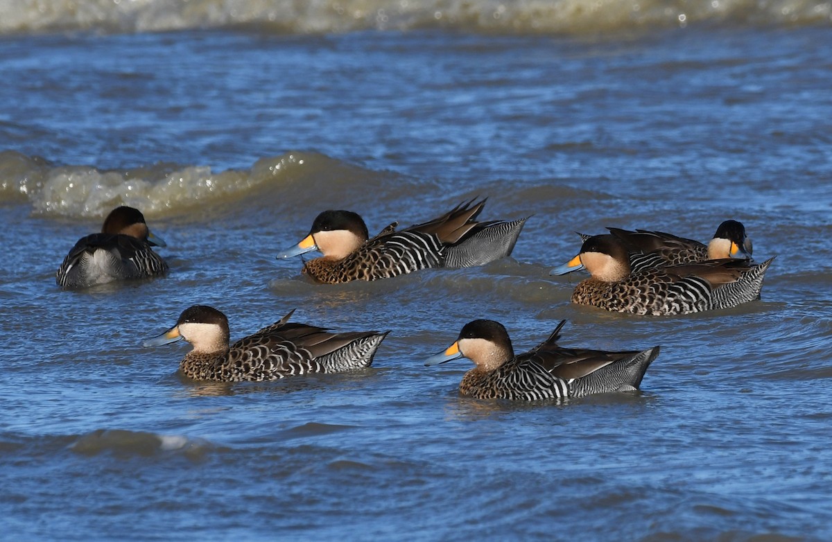 Silver Teal - ML220981071