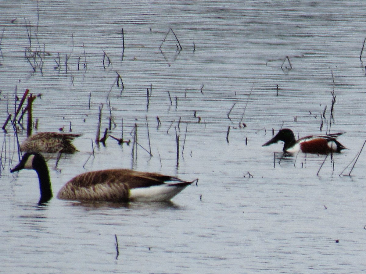 Northern Shoveler - ML220981191