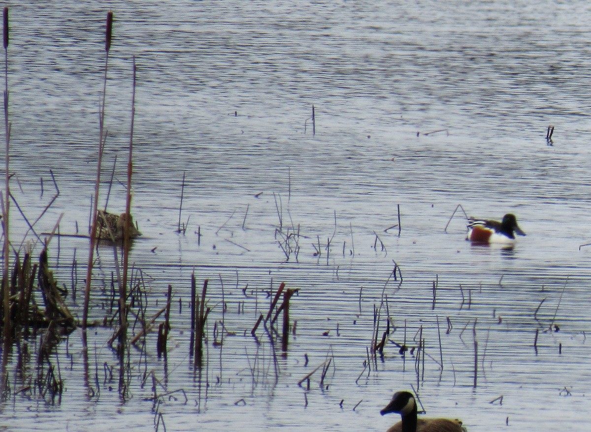 Northern Shoveler - ML220981511