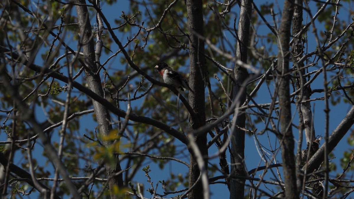 Rose-breasted Grosbeak - ML220981531