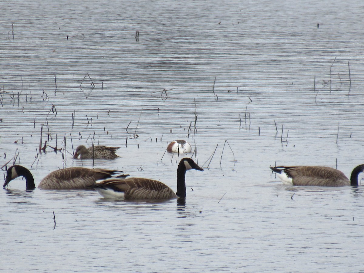 Northern Shoveler - ML220982431