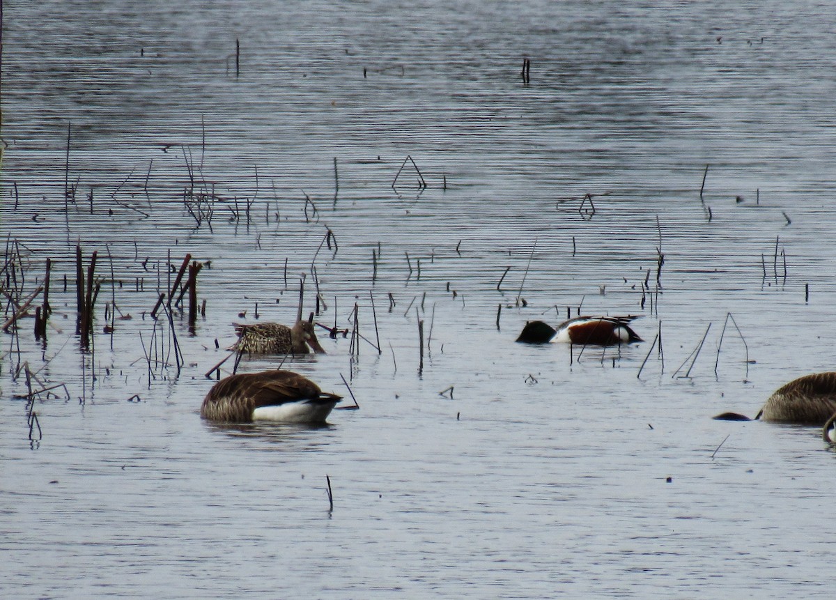 Northern Shoveler - Elaine Poulin