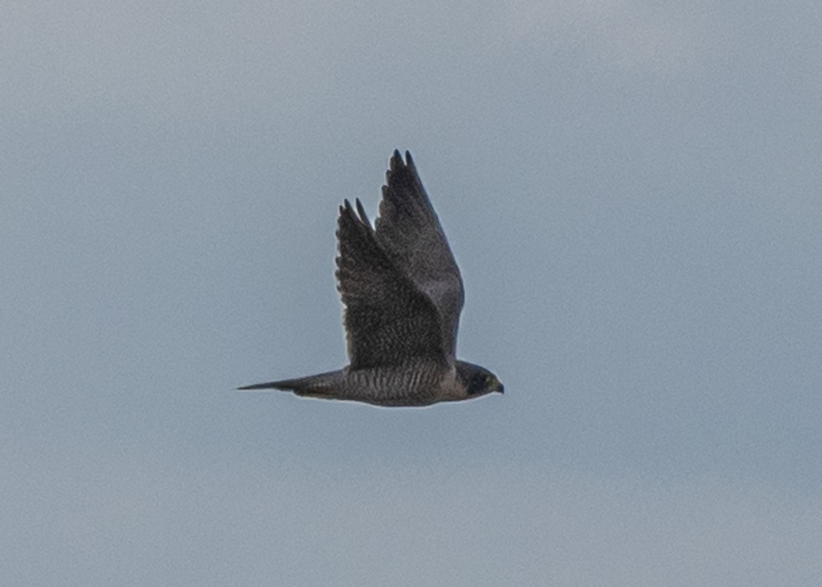 Peregrine Falcon - ML220982871