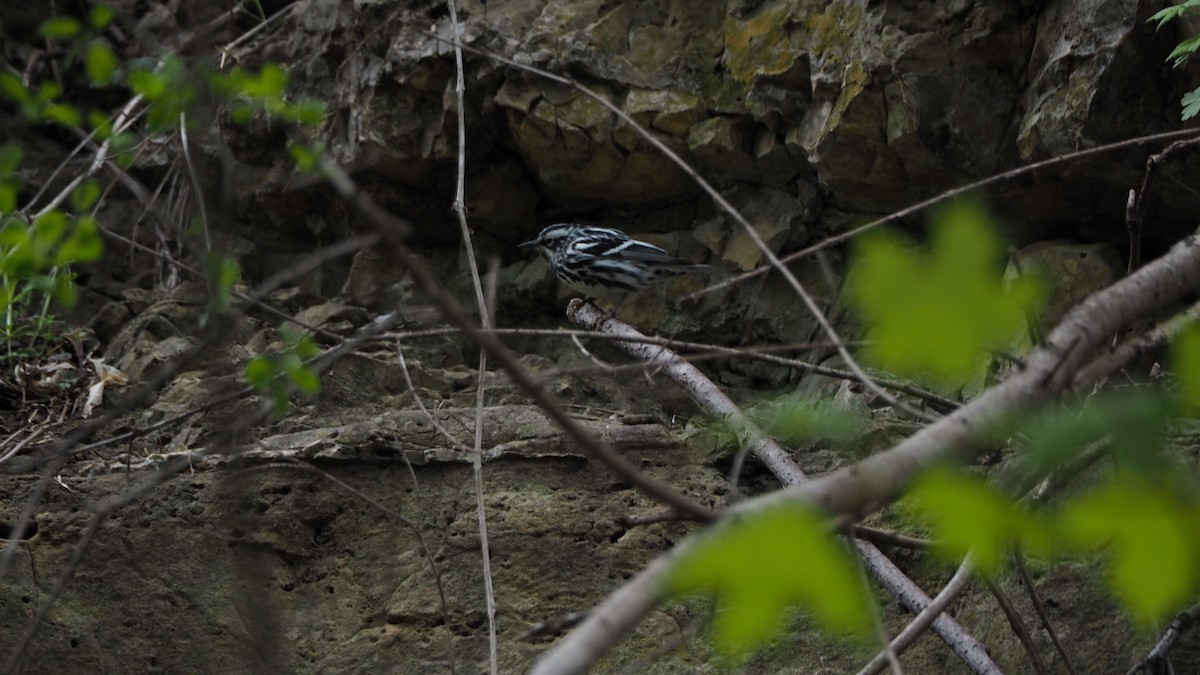Black-and-white Warbler - ML220983391