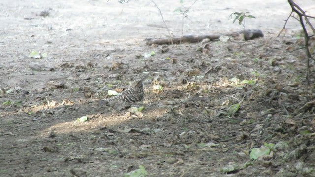 Fasciated Wren - ML220983801