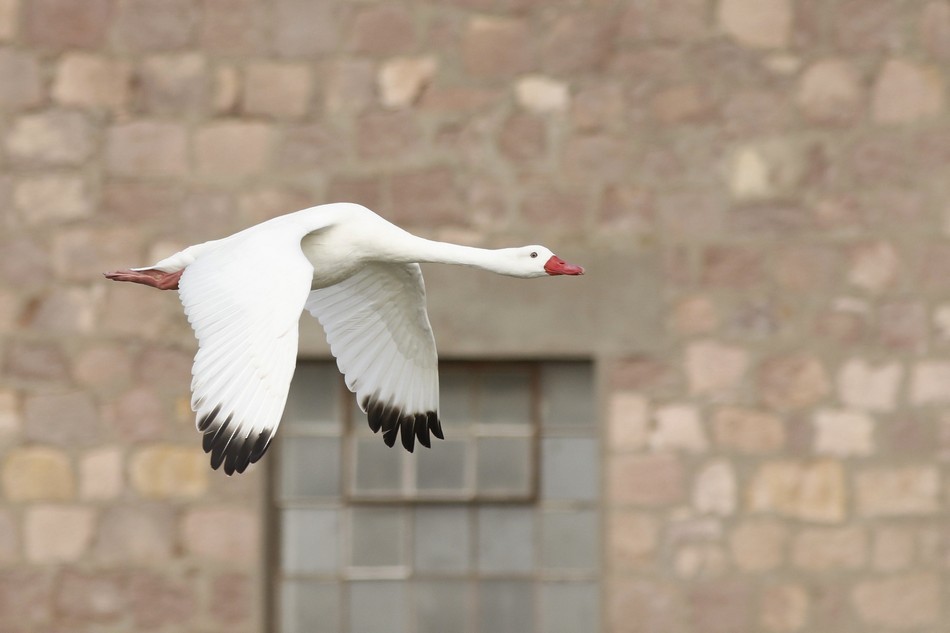 Coscoroba Swan - ML220984681