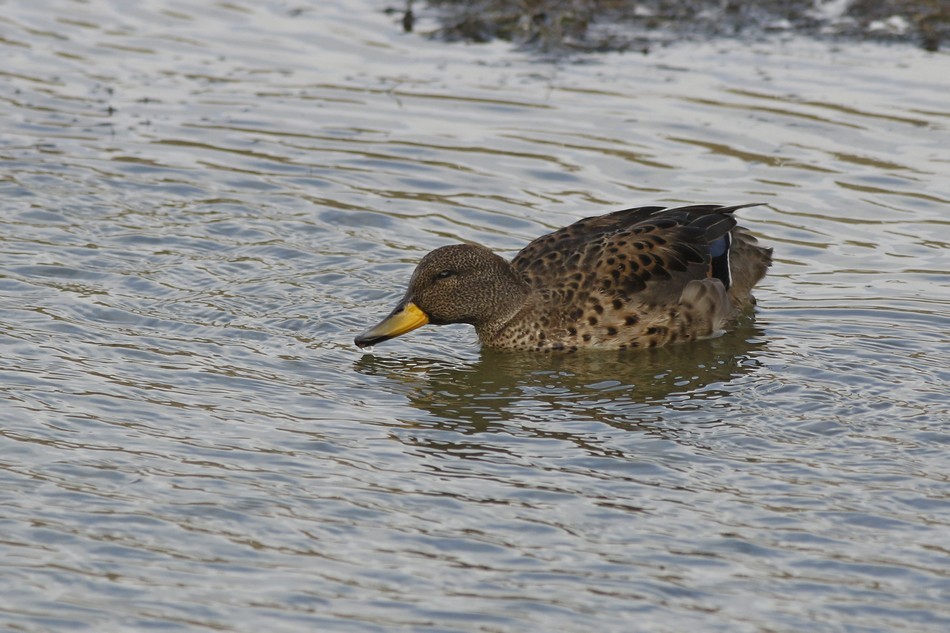 Yellow-billed Teal - ML220984951