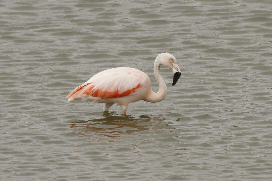 Şili Flamingosu - ML220985011