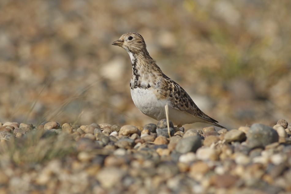 Least Seedsnipe - ML220985431