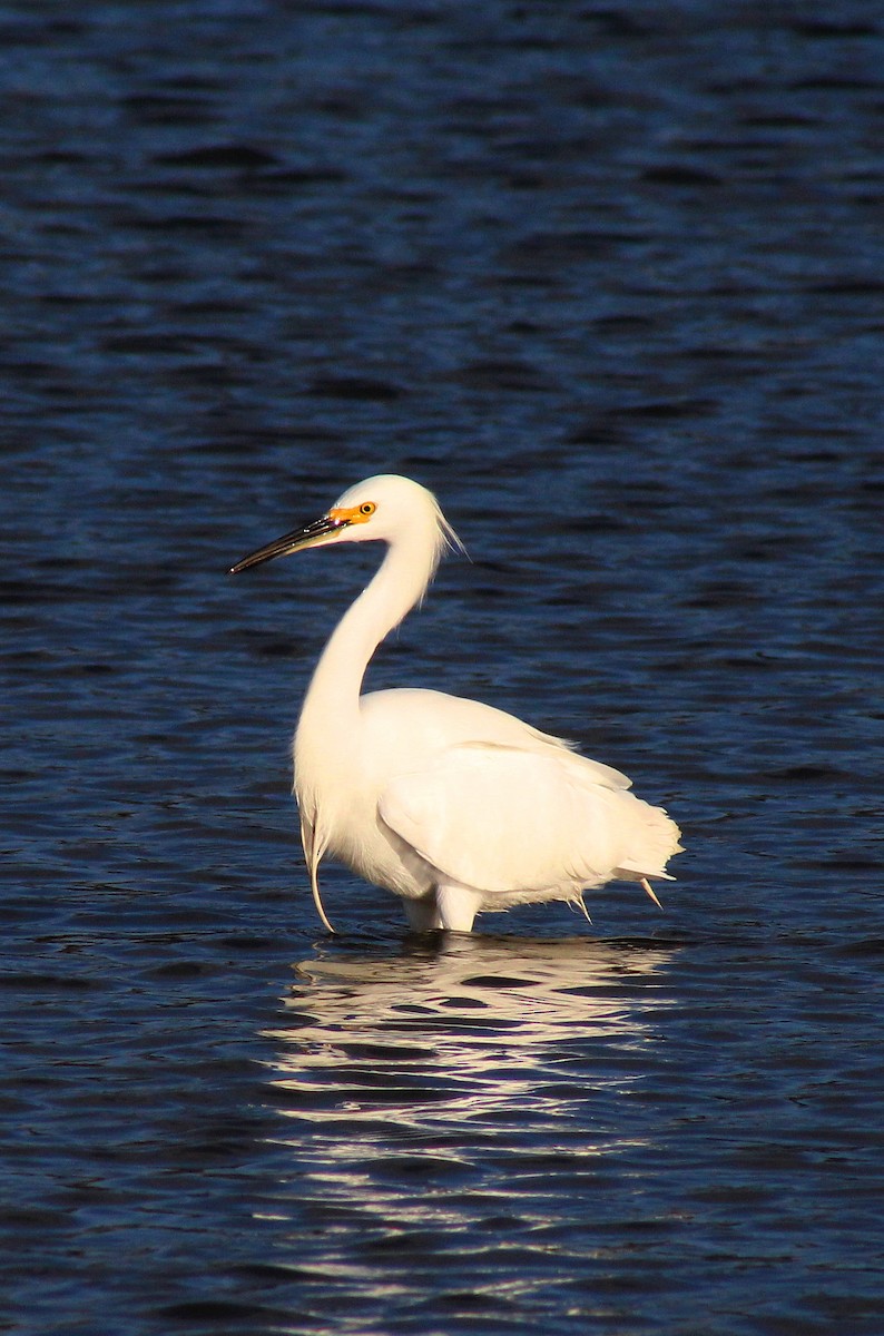 Snowy Egret - ML22098591