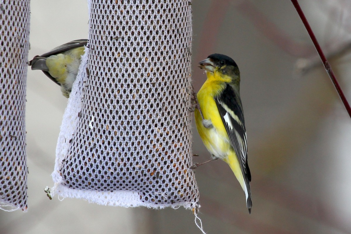 Lesser Goldfinch - ML220985931