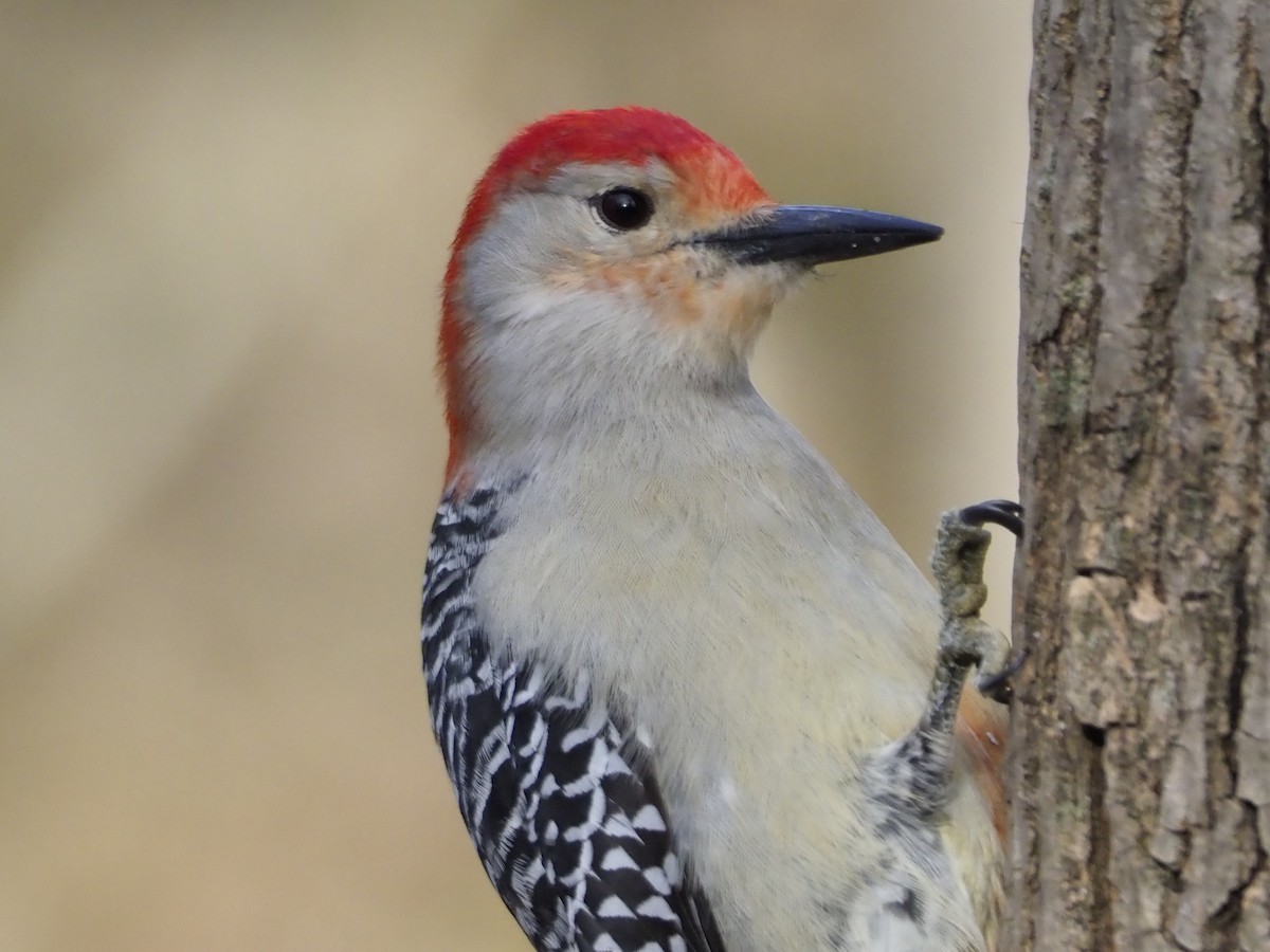 Red-bellied Woodpecker - Jason Carlson