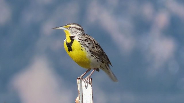 Western Meadowlark - ML220986811