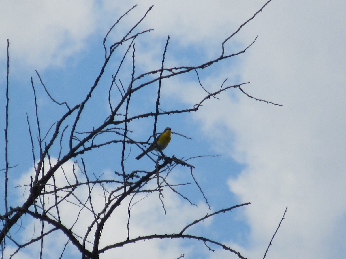 Yellow-breasted Chat - ML220986941