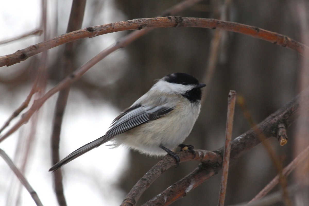 Black-capped Chickadee - ML220988551