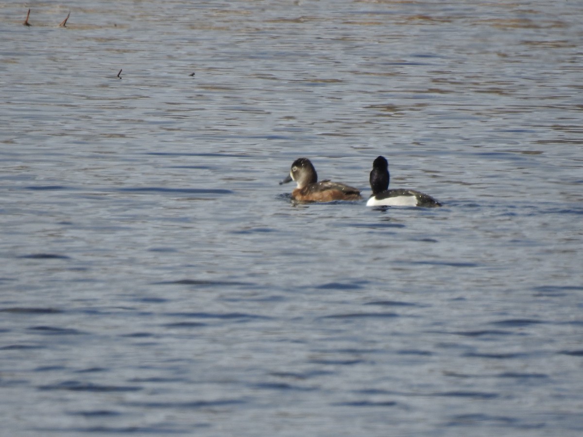 Ring-necked Duck - Brian Hutchinson