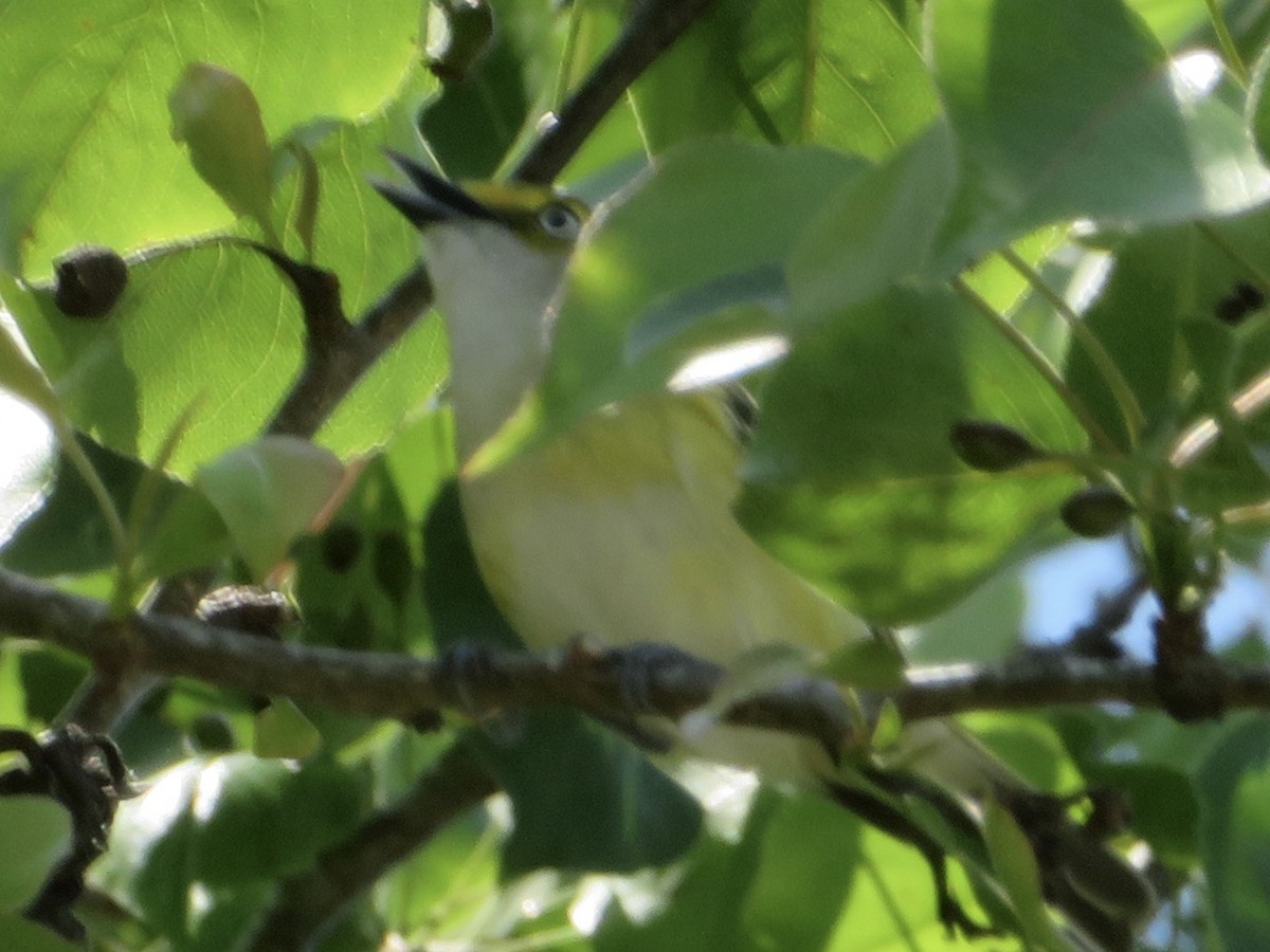 White-eyed Vireo - ML220989731