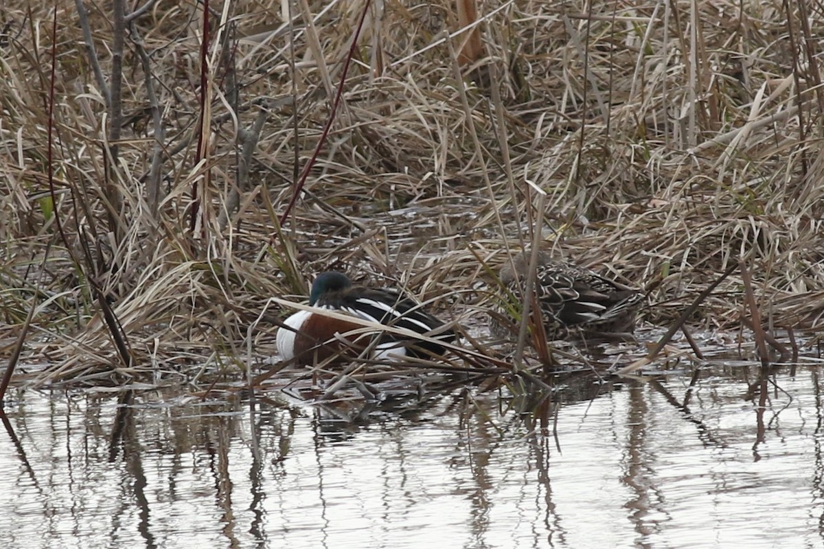 Northern Shoveler - Margaret Viens