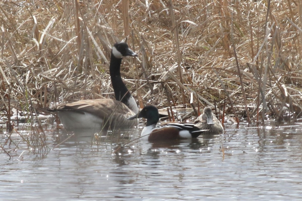 Canard souchet - ML220989881