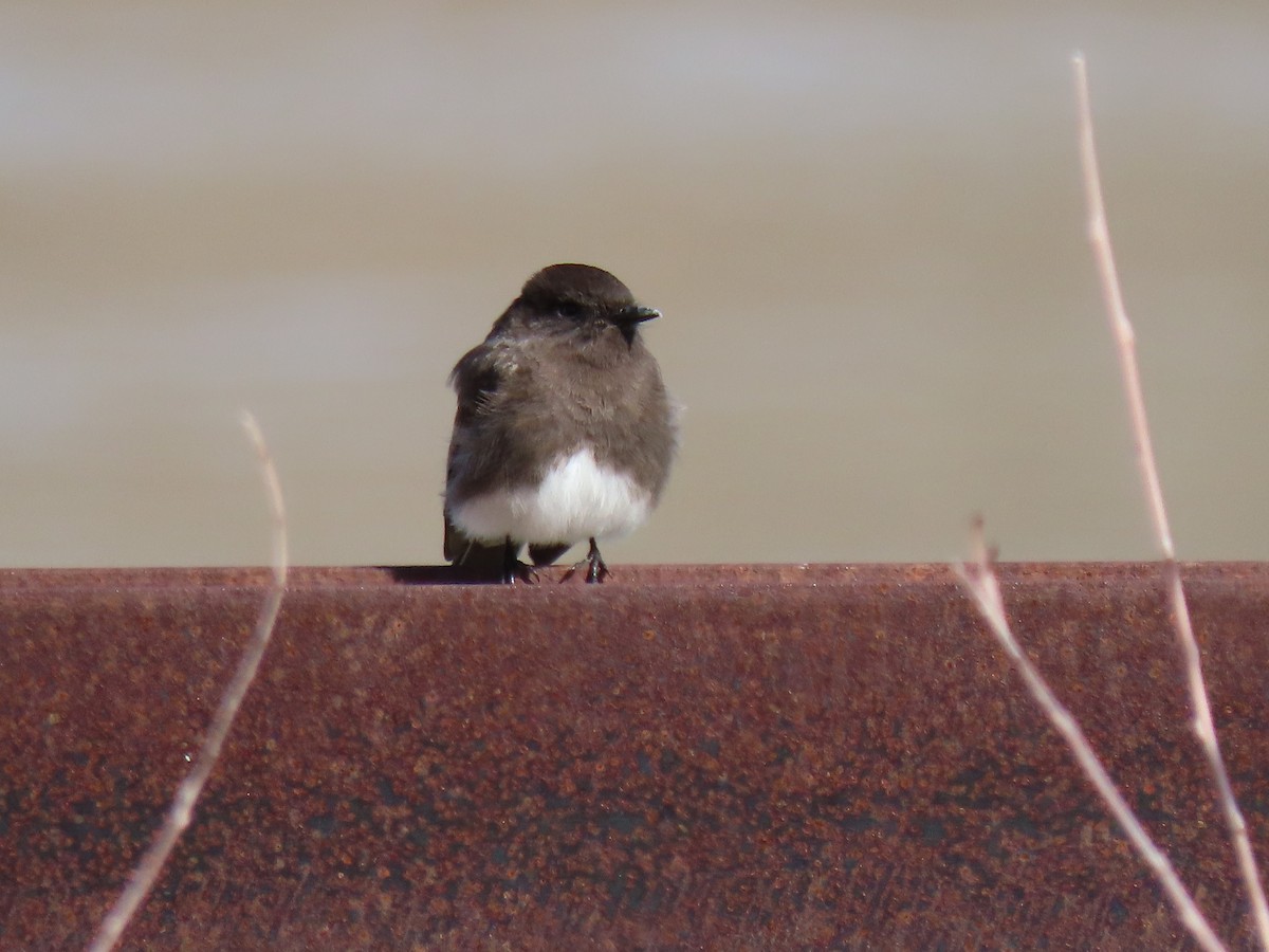 Black Phoebe - ML220991241