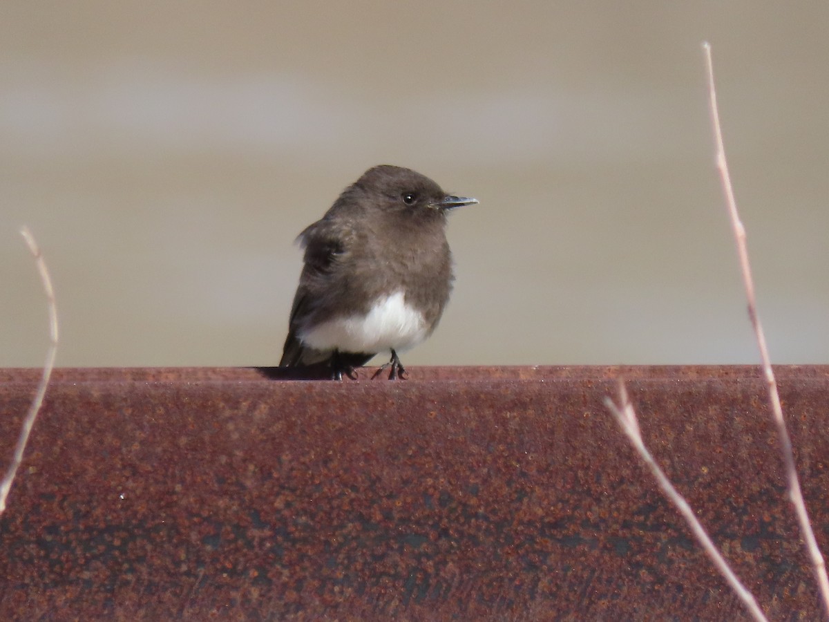 Black Phoebe - ML220991341