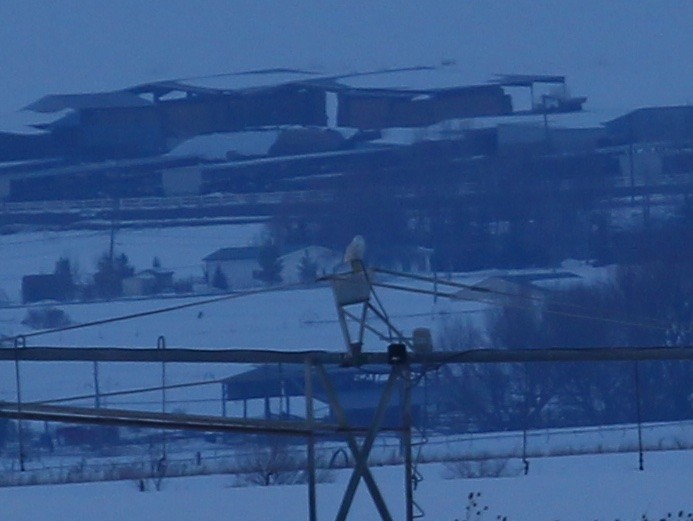 Snowy Owl - ML220991421