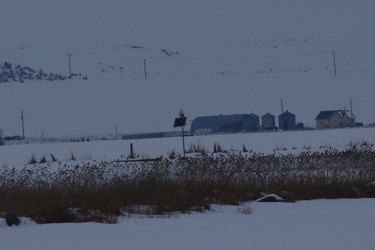 Snowy Owl - ML220991441