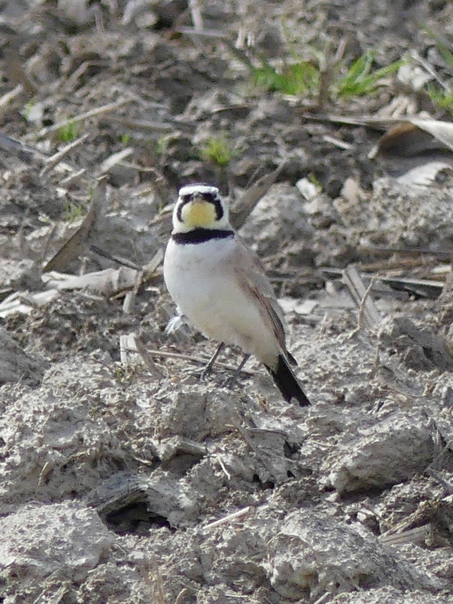 Horned Lark - ML220991941