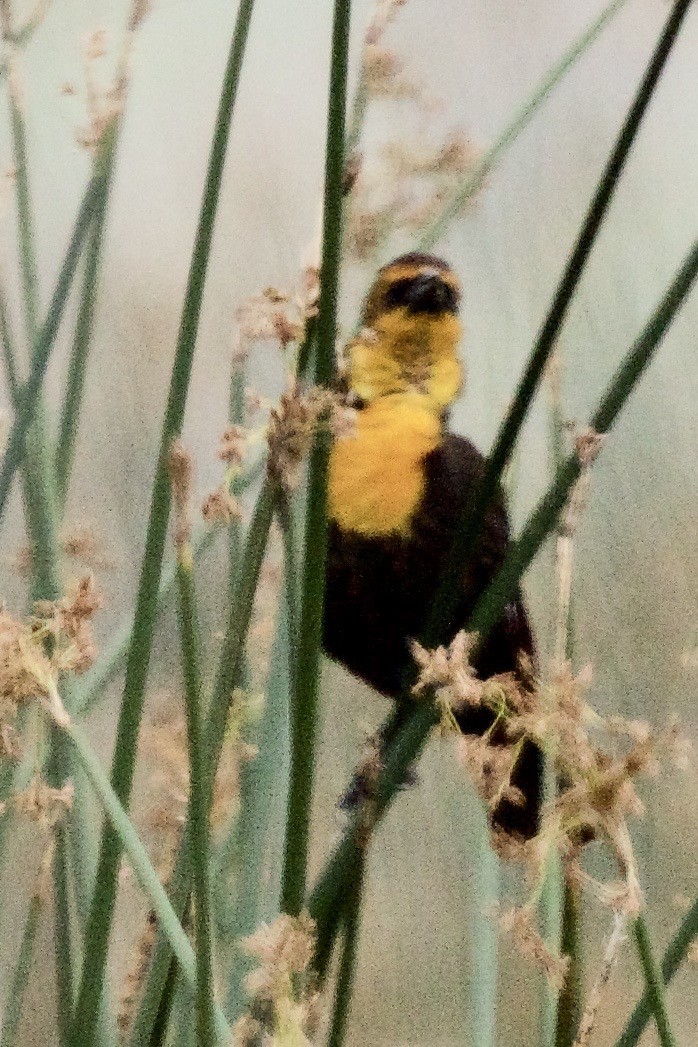 Yellow-headed Blackbird - ML220992861