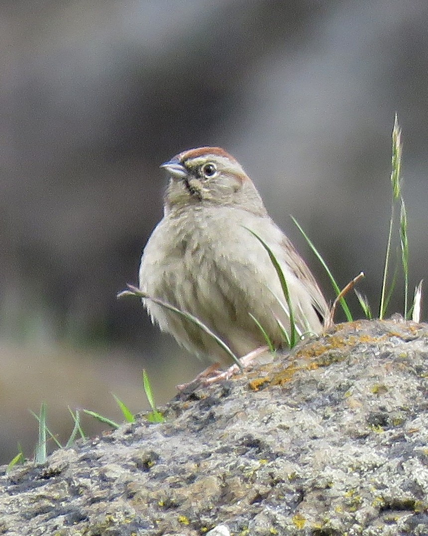 Rufous-crowned Sparrow - ML220993551