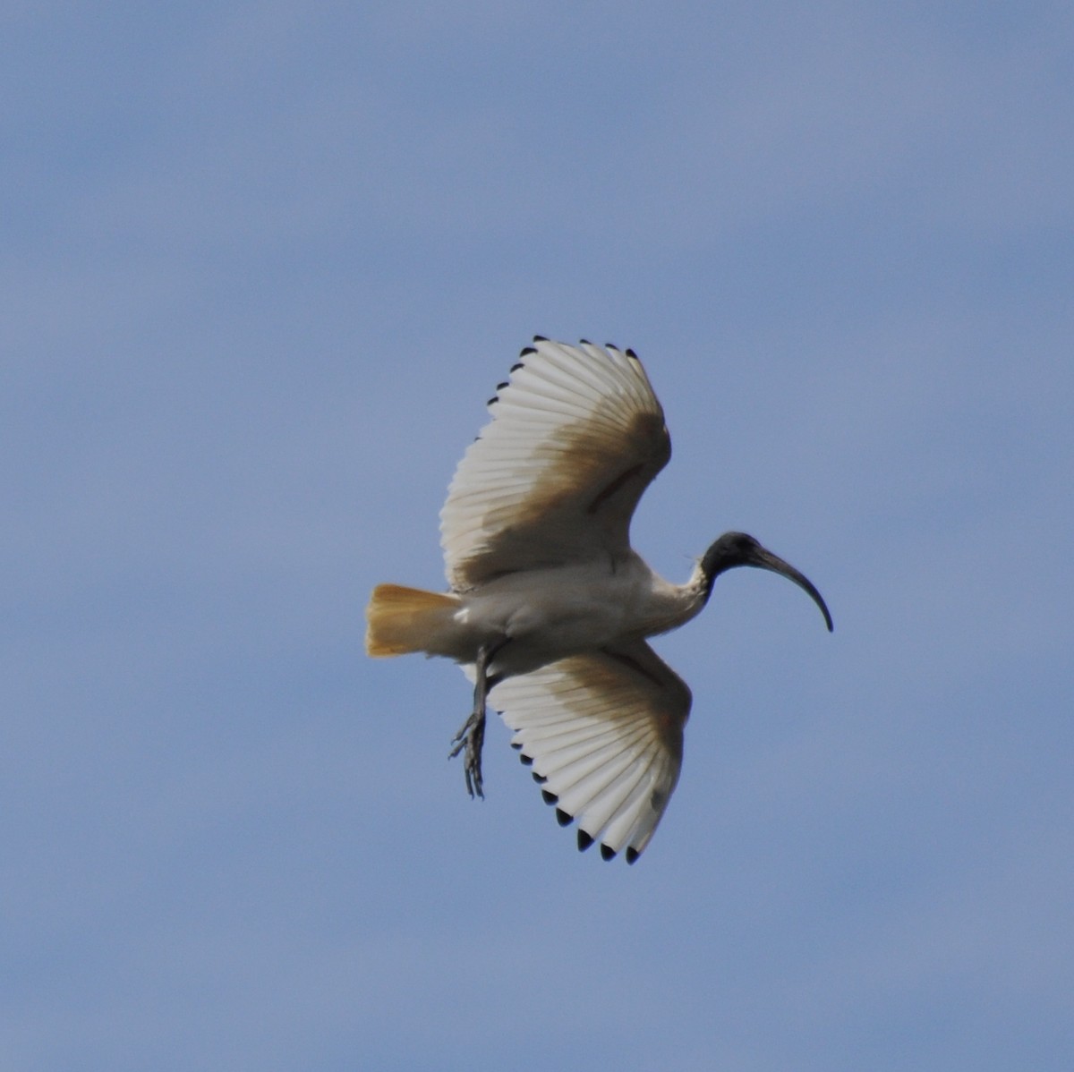 Ibis à cou noir - ML22099461