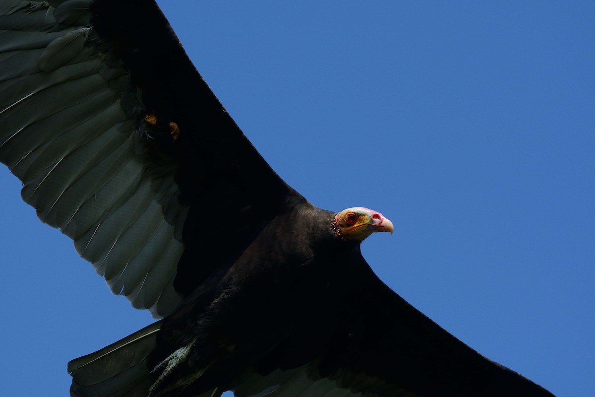 Lesser Yellow-headed Vulture - ML22099521