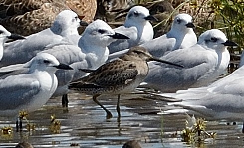 Gull-billed Tern - Moises Rodriguez